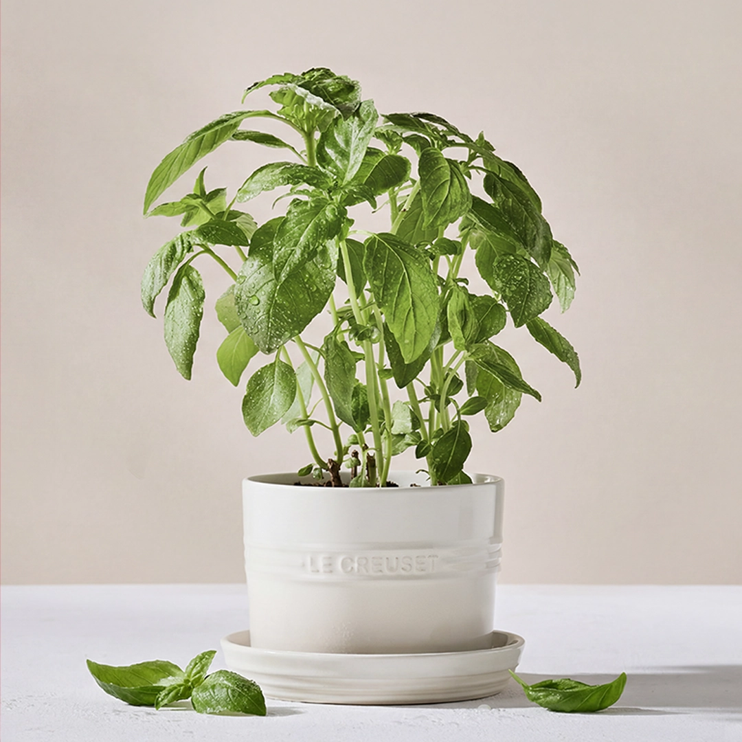 Compre & Ganhe - Vaso para Ervas